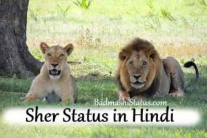 Read more about the article Sher Status in Hindi – Sher Status Shayari 2020